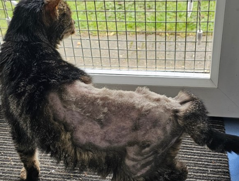 Blind, toothless 20-year-old stray cat found at power plant settles into new home