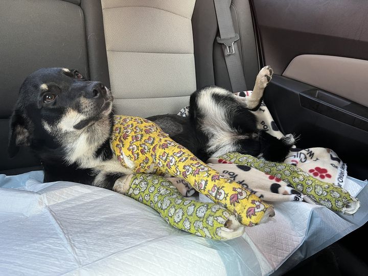 Kindest hearts rescued dog with 3 broken legs hit by car on busy St. Louis highway Kindest hearts rescued dog with 3 broken legs hit by car on busy St. Louis highway