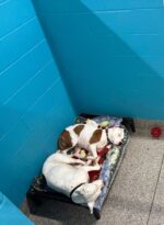 Two sweet dogs whose world changed after their owner no longer cared
