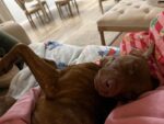 Labrador retriever dumped in cemetery with broken hip finds medical foster care after social media plea