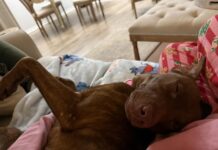 Labrador retriever dumped in cemetery with broken hip finds medical foster care after social media plea