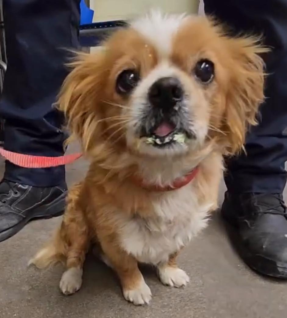 Heartbreaking: Owner named her ‘Princess’ but surrendered her to overcrowded shelter at 16 years old