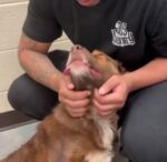 Active military member to be deployed made heartbreaking decision to surrender dog to shelter
