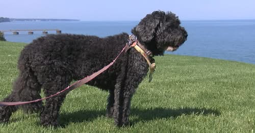 Heartwarming as 15 year old missing deaf dog reunited with family thanks to drone tracking