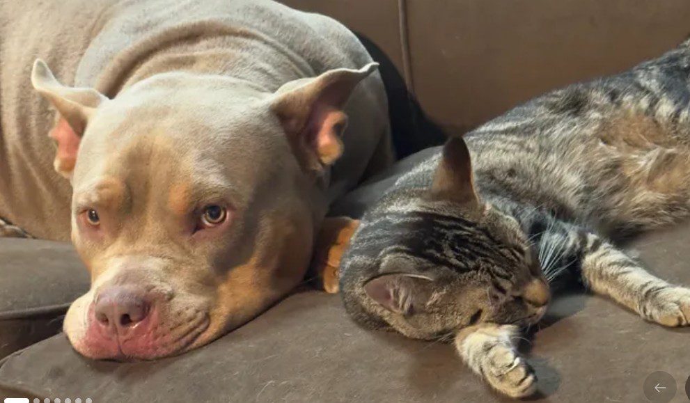 New York State police officer who repeatedly fired at family’s dog under investigation