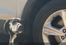 Terrified puppy hid under car on coldest day of coldest week in St. Louis until help arrived