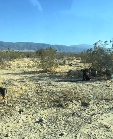 Heartbreaking: 3 perfect puppies abandoned in desert and they waited in one spot for owner to return Heartbreaking: 3 perfect puppies abandoned in desert and they waited in one spot for owner to return