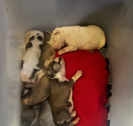 Seven puppies abandoned in cardboard chips box barely two weeks old receiving neonatal care