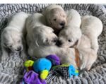 DeKalb County Georgia launches pet litter registry to make backyard breeders more accountable DeKalb County Georgia launches pet litter registry to make backyard breeders more accountable