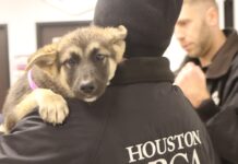 Puppy heard crying inside trunk at Harris County Park rescued