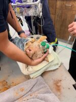 Puppy got his head stuck in center of car wheel rim rescued by firemen Puppy got his head stuck in center of car wheel rim rescued by firemen