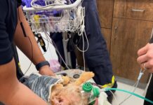 Puppy got his head stuck in center of car wheel rim rescued by firemen