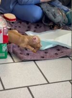 Puppy found at construction site with disfiguring injuries making amazing recovery with Alabama rescue group