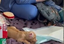 Puppy found at construction site with disfiguring injuries making amazing recovery with Alabama rescue group