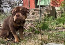 Defeated ‘Purdue Pete’ found at abandoned house by worker who shared his lunch and called for help