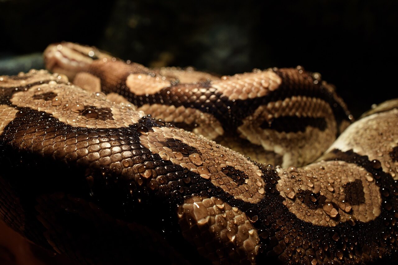 Woman in Indonesia swallowed by a python