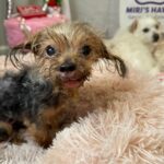 Heartbreaking: Abandoned senior dog was not wandering when found – she was waiting
