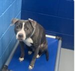 Dog dumped in stranger’s backyard with saddest note attached from owner