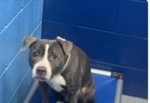 Dog dumped in stranger’s backyard with saddest note attached from owner