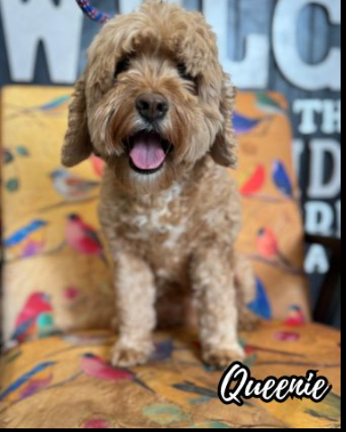 Sweetest dog surrendered because they ‘didn’t want her anymore’