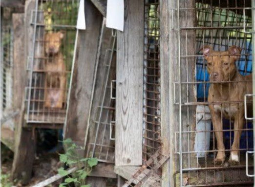 Dozens of neglected dogs rescued from suspected dog fighting ring in South Carolina