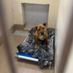 12-year-old Reggie lost his person and now sits in corner at shelter on special blanket 12-year-old Reggie lost his person and now sits in corner at shelter on special blanket