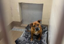 12-year-old Reggie lost his person and now sits in corner at shelter on special blanket