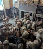 RSPCA shocking photos of 250 dogs discovered living in one home are real and not AI