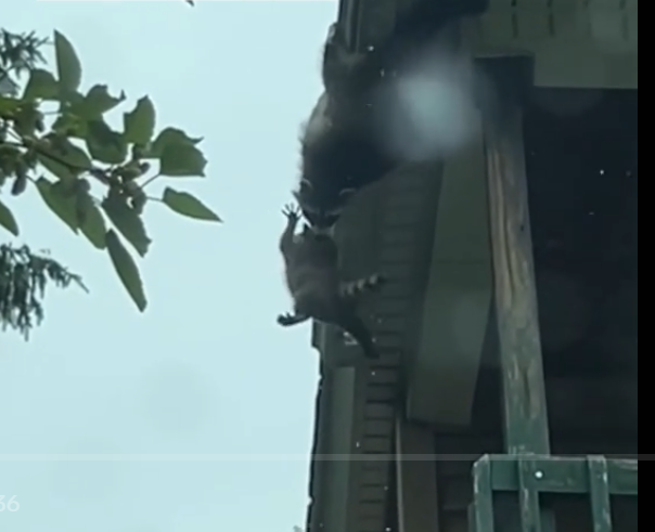 MOMMY HELP: Mother raccoon rescues her baby dangling dangerously close to falling off rooftop