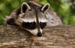 Raccoon hunter accidentally killed after bullet ricocheted off tree