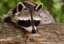 Raccoon hunter accidentally killed after bullet ricocheted off tree