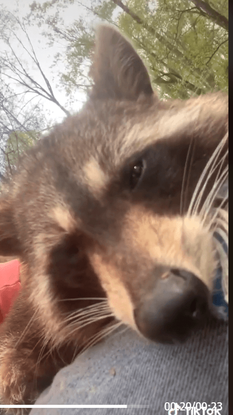 Raccoon saved from dog 1