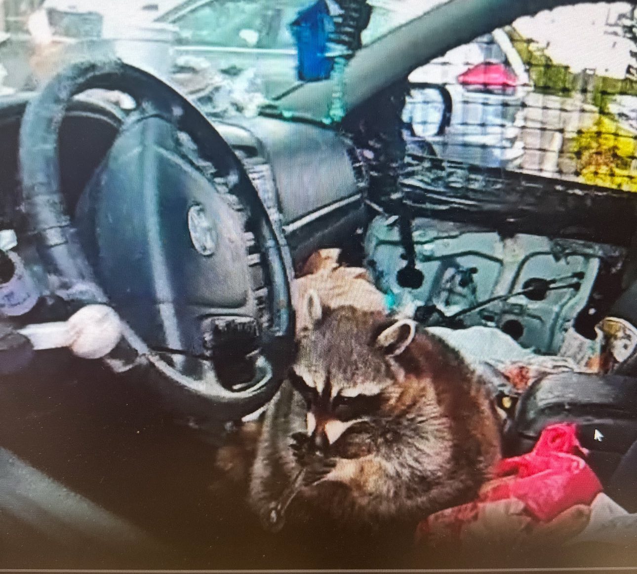 Police in Ohio discover pet raccoon in driver’s seat with meth pipe in its mouth during traffic stop