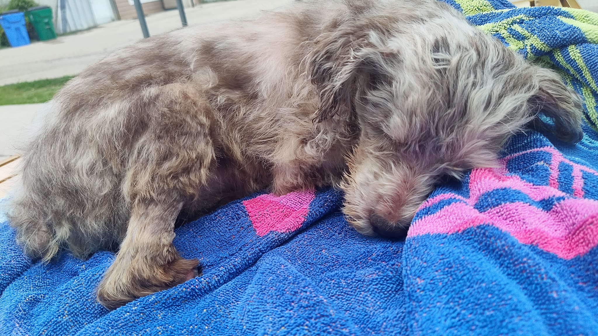 Tiny surrendered blind dog ‘smiling nonstop’ but having hard time adjusting to shelter life