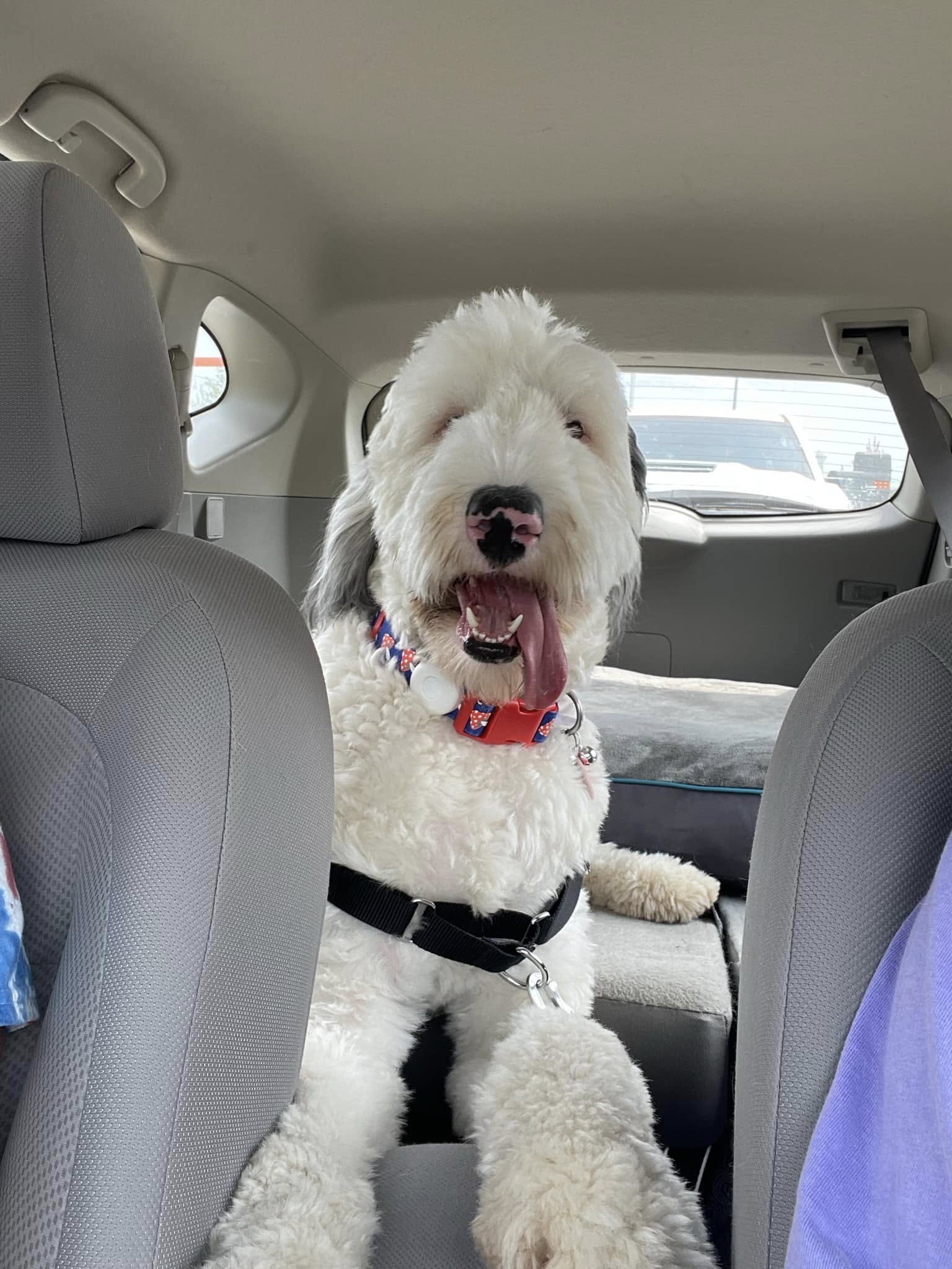 Rags the deaf sheepdog stolen a year ago found 1600 miles from home reunited with owner