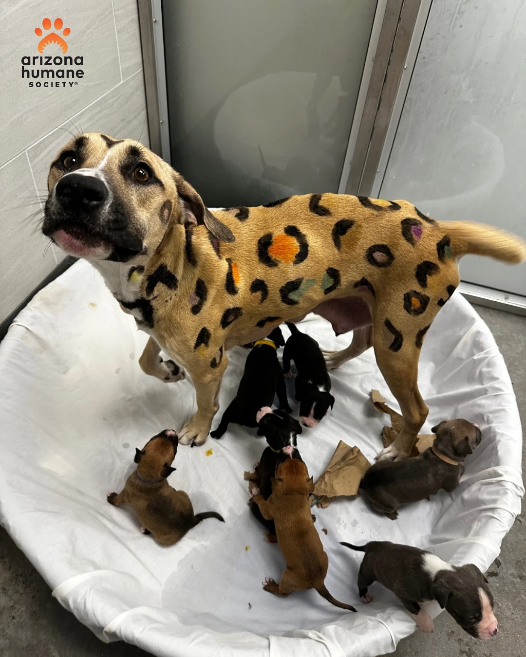 Mother dog painted with rainbow leopard spots abandoned in scorching heat tethered to fence