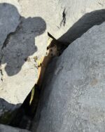 Frightened dog trapped under rocks at Rainbow Beach rescued Frightened dog trapped under rocks at Rainbow Beach rescued