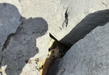 Frightened dog trapped under rocks at Rainbow Beach rescued