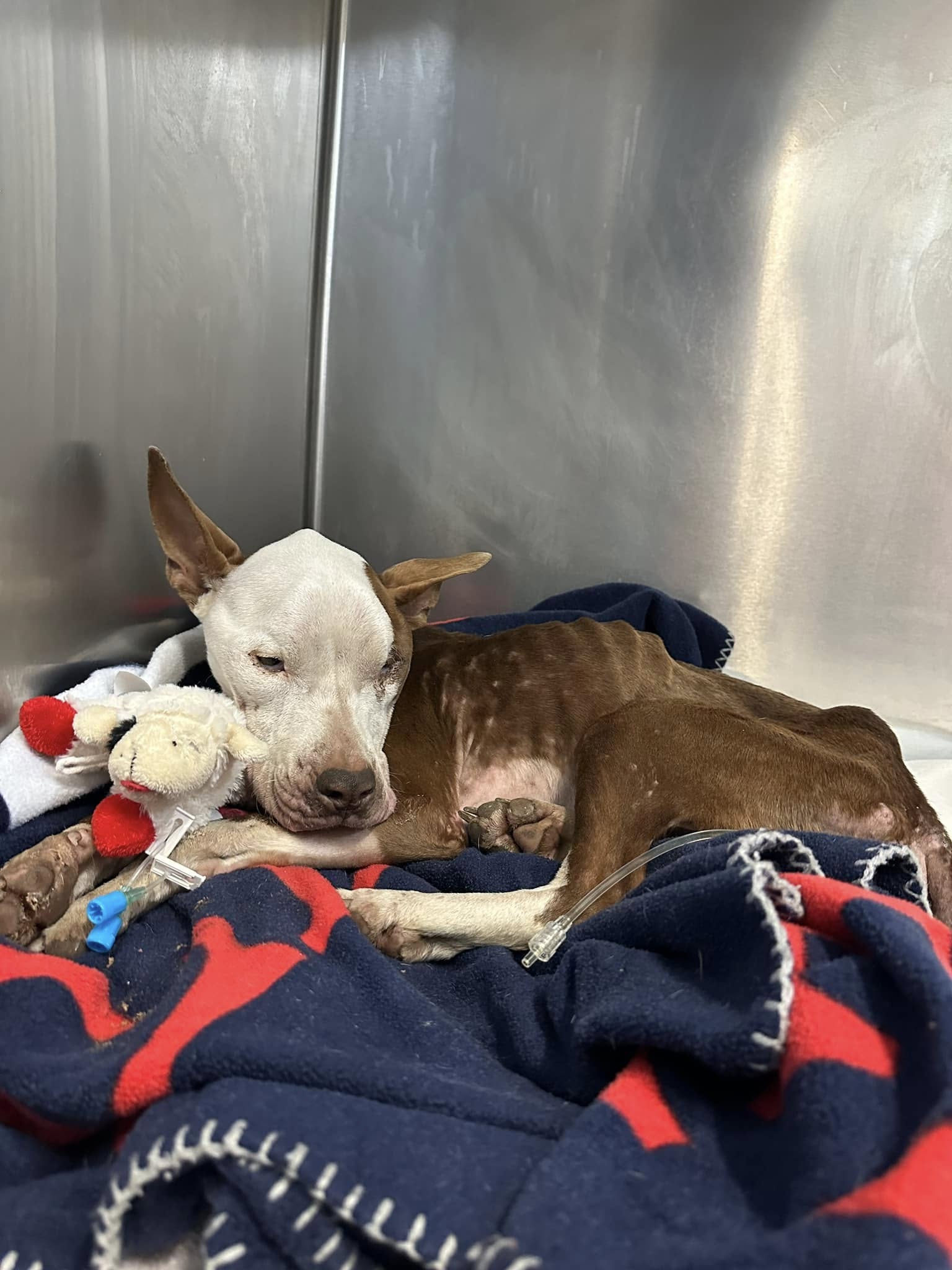 Dog returned to Lexington Humane Society again after recovering from severe neglect