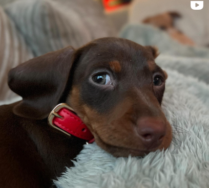 Last puppy left in litter no one wanted has become social media darling