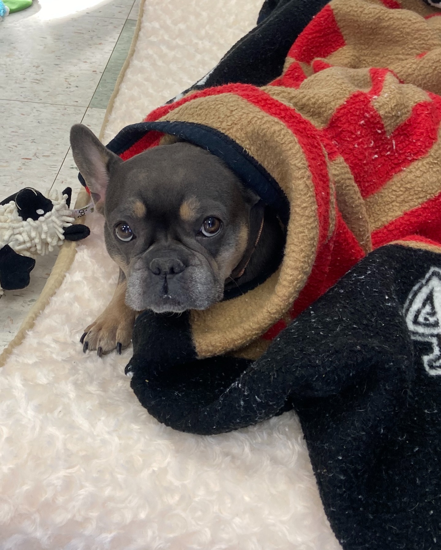 ‘No Kill’ animal shelter in New Jersey overwhelmed by $100,000 in donations to ‘keep the heat on’