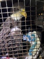 Injured bald eagle took big fall from cell tower in Tampa neighborhood