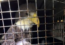 Injured bald eagle took big fall from cell tower in Tampa neighborhood