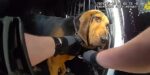 K9 Boomer tracks down missing 96-year-old man K9 Boomer tracks down missing 96-year-old man