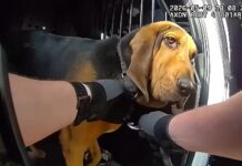 K9 Boomer tracks down missing 96-year-old man