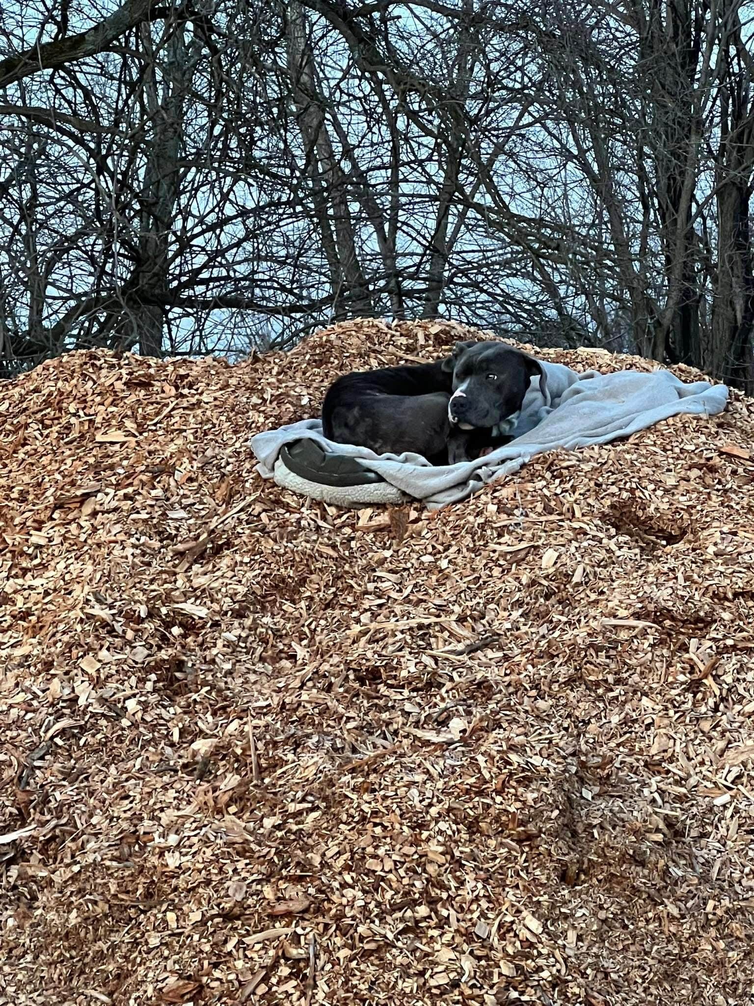 Loyal dog waited five days for his family to return after they abandoned him on hiking trail Loyal dog waited five days for his family to return after they abandoned him on hiking trail