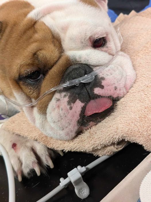 English bulldog discovered in sealed plastic container in 110-degree heat sadly has gained her wings English bulldog discovered in sealed plastic container in 110-degree heat sadly has gained her wings