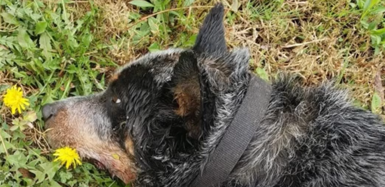 Dog’s owner heartbroken she could not say goodbye to her critically injured dog when unable to get in touch with shelter