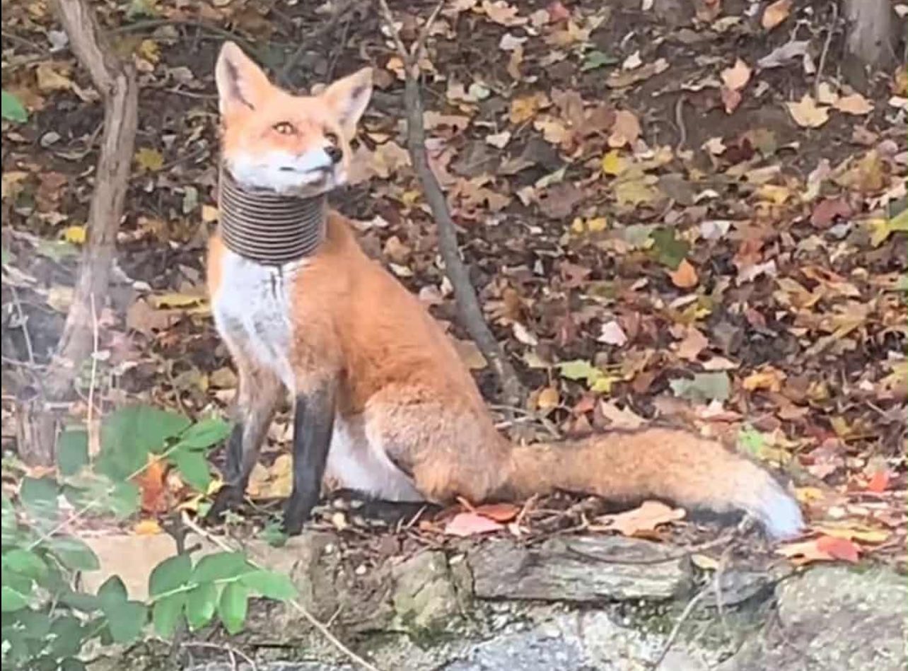 Delaware community joins together to help red fox with plastic piping around neck