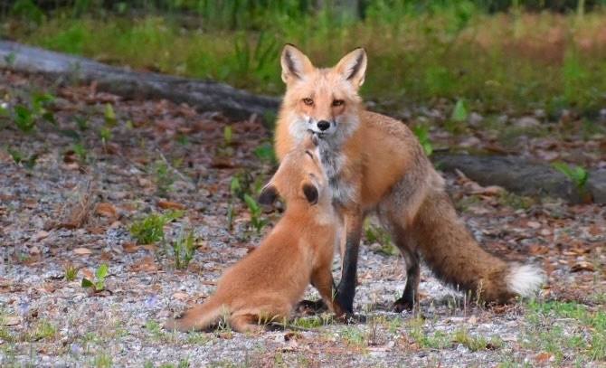 Heartbreaking: Family of red foxes not causing any problems trapped and euthanized